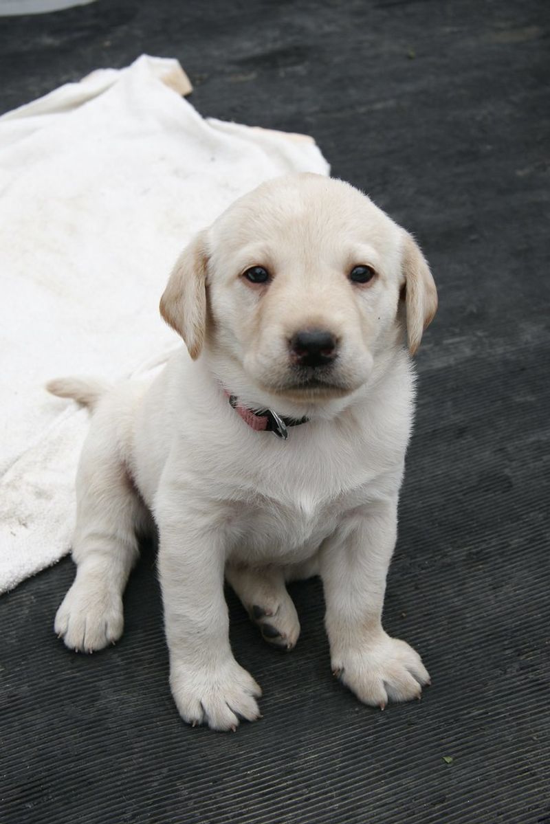 Labrador Retriever