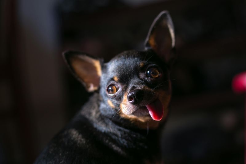 Chihuahua