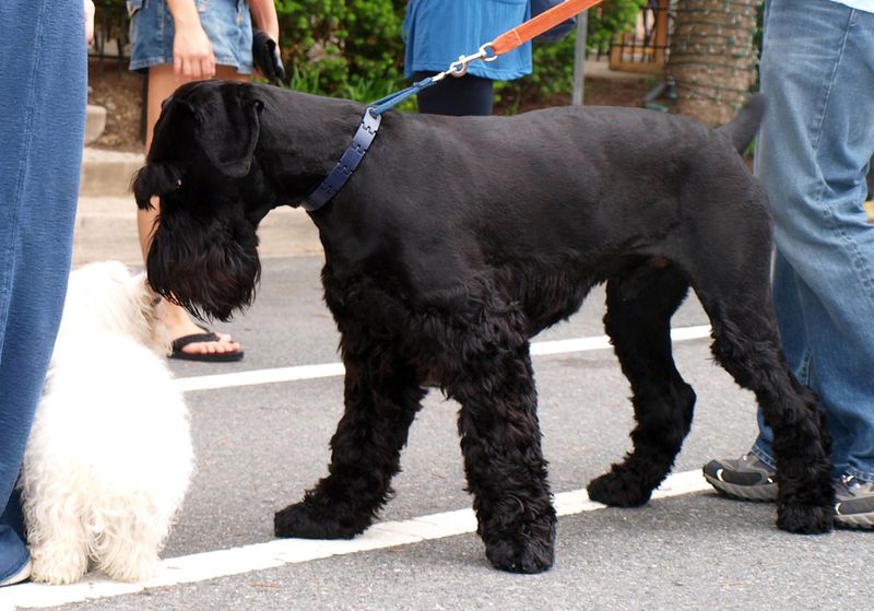 13 dog breeds that can make even confident owners wonder what they've gotten themselves into 14 Giant Schnauzer