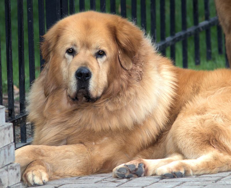 14 strong dog breeds that match the bullmastiff’s calm but intimidating energy 8 Tibetan Mastiff