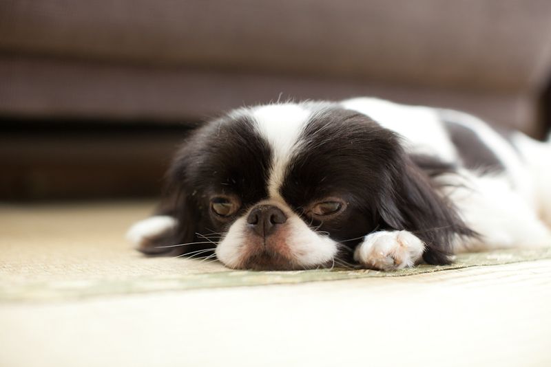 Japanese Chin