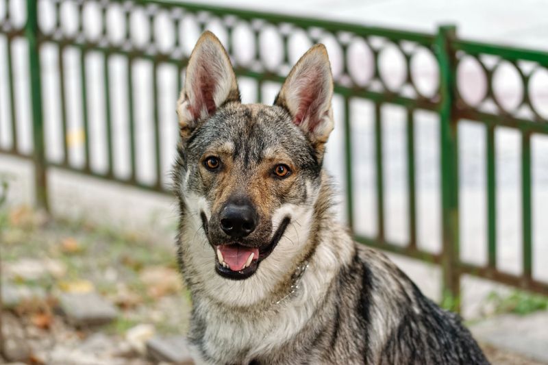 Swedish Vallhund