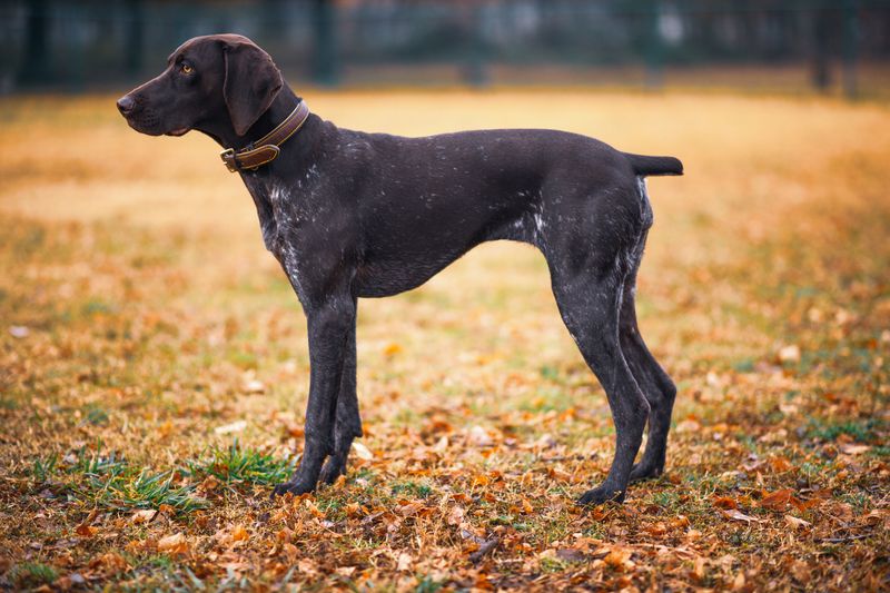 Choose the wrong energy level and your dog's morning routine may become your new fitness program 6 German Shorthaired Pointer