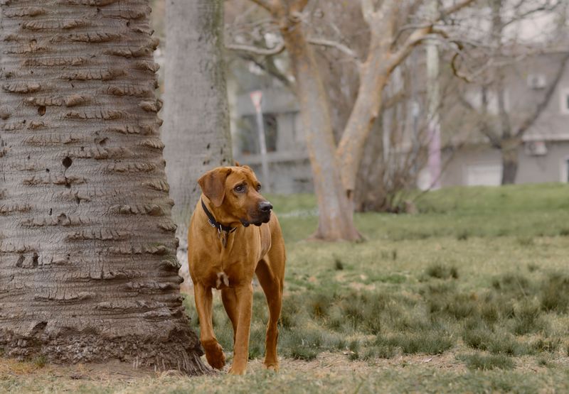 Some dogs prefer a little personal space - That doesn't mean they aren't attached 9 Rhodesian Ridgeback