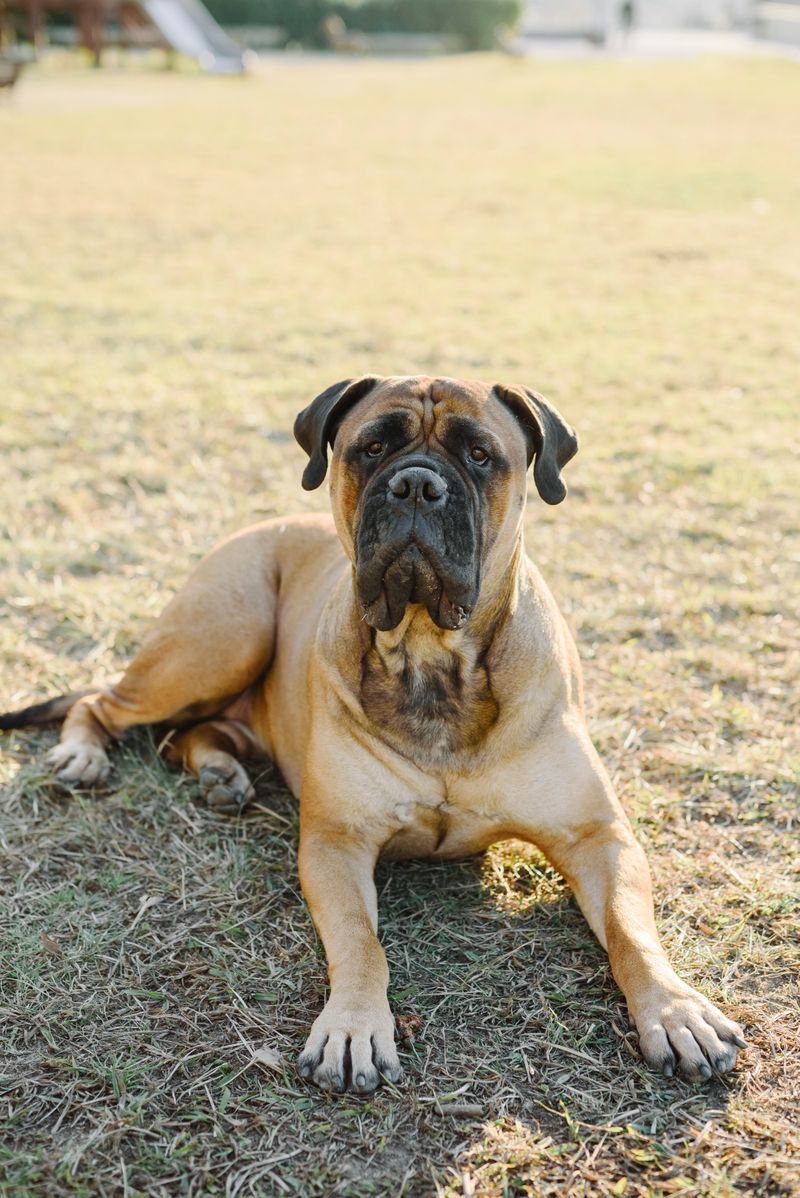 These dogs don't need to announce how powerful they are every five minutes 9 Mastiff - anchors of the living room