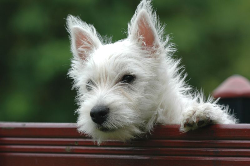 11 dog breeds that can have sensitive skin - and why paws, ears and belly may tell the story first 7 West Highland White Terrier