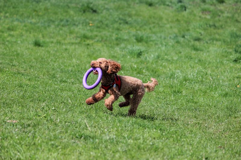 Before bringing home your dream breed, know how many years owners typically get to hope for 3 Toy Poodle Brains Built to Last