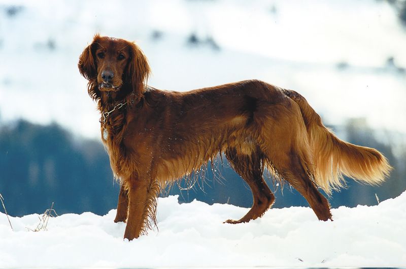 The dog your grandparents grew up with may be cooler than the breed filling your social feed 9 Irish Setter