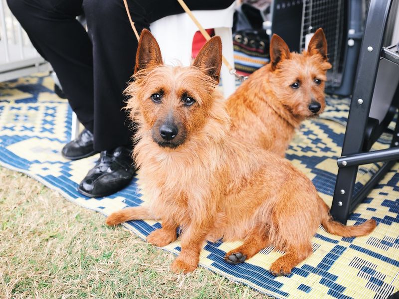 13 dogs that patrol your yard like pest-control experts 8 Australian Terrier
