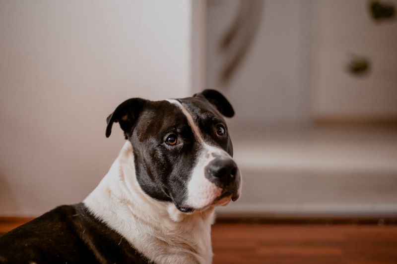 From working partners to household companions, these dogs have distinctly American origins 3 American Staffordshire Terrier