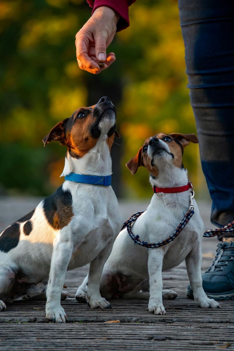14 Best Watchdog Breeds for People Who Want a Dog That Alerts Fast 8 Jack Russell Terrier