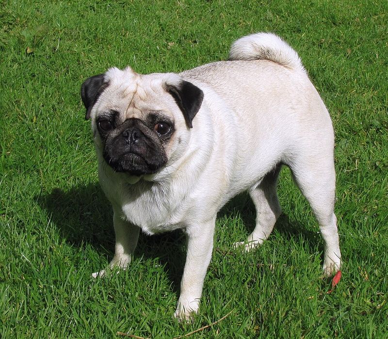 They may be closer to the floor - but these dog breeds are never short on personality 11 Pug