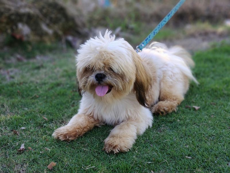 Shih Tzu