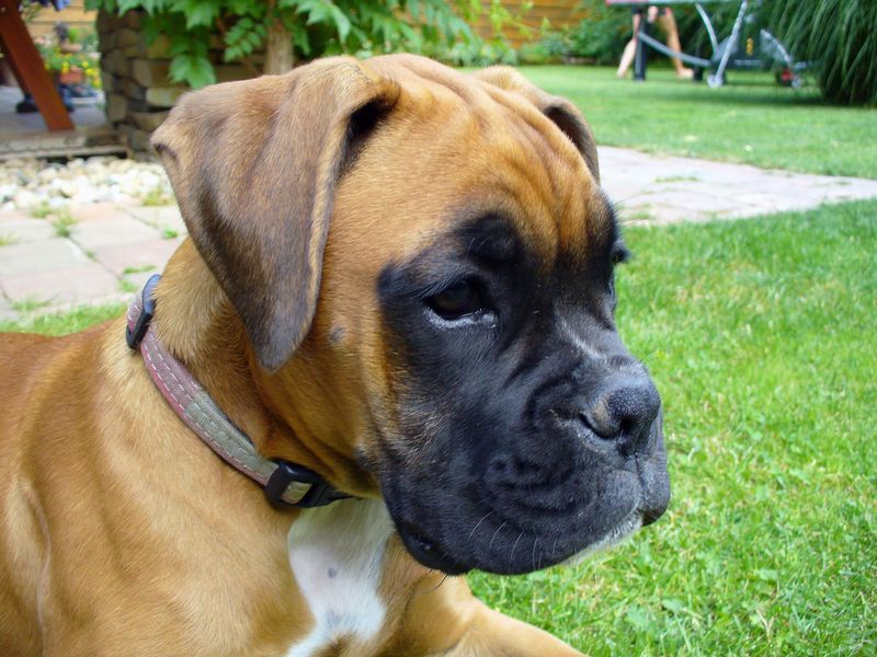 Boxer