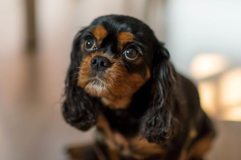 Looking for a calm companion? These dog breeds value quiet moments together 5 Cavalier King Charles Spaniel