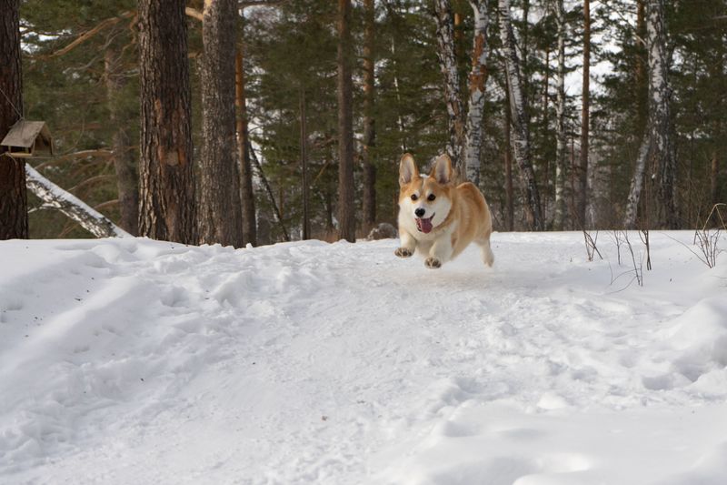 Life throws dogs surprises too - These breeds tend to regain their confidence remarkably well 10 Pembroke Welsh Corgi - the short hero with grit