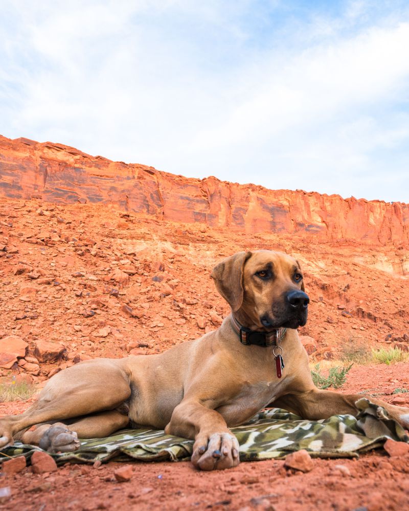 Behind the imposing appearance of these dog breeds is serious working-dog athleticism 9 Rhodesian Ridgeback: The Desert-Ready Distance Runner