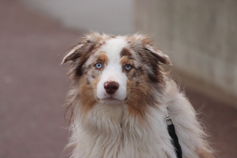 Give these dogs a puzzle instead of another ordinary toy and watch what happens 4 Australian Shepherd - The Clever Controller