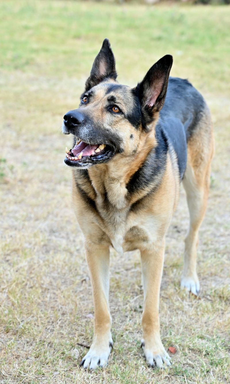People choose these 12 dog breeds for one reason - but end up loving them for another 2 German Shepherd