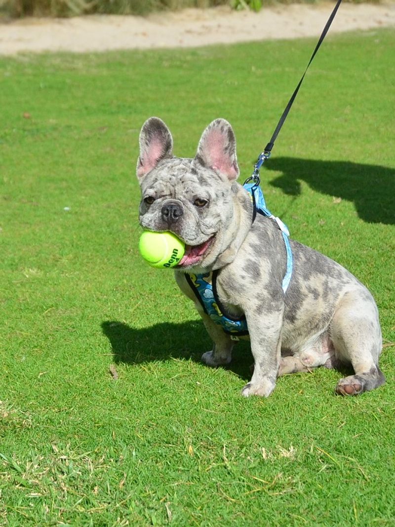 12 dog breeds so charming owners ignore every bad habit 2 French Bulldog