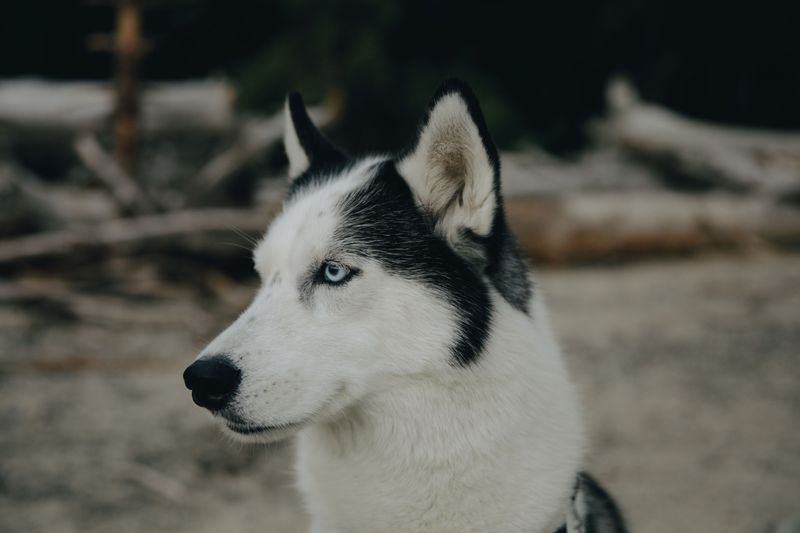 11 breeds that can make daily life more complicated - plus 2 that are often easier for beginners 2 Siberian Husky