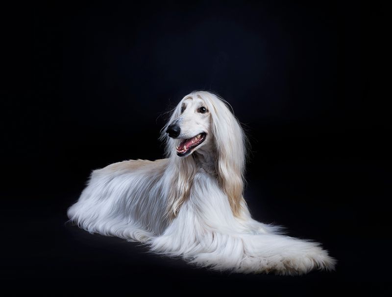 9 bold dog breeds that would follow you anywhere - plus 4 that answer only to themselves 12 Afghan Hound