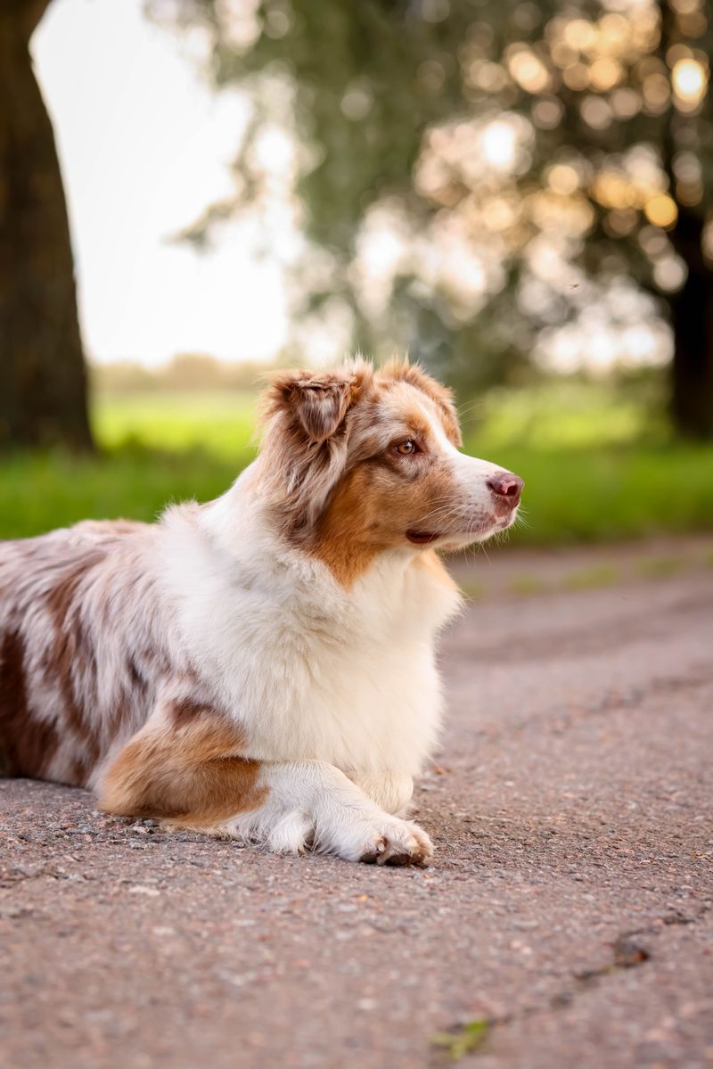 These 12 dog breeds would rather spend one perfect afternoon with you than meet a hundred new people 10 Australian Shepherd