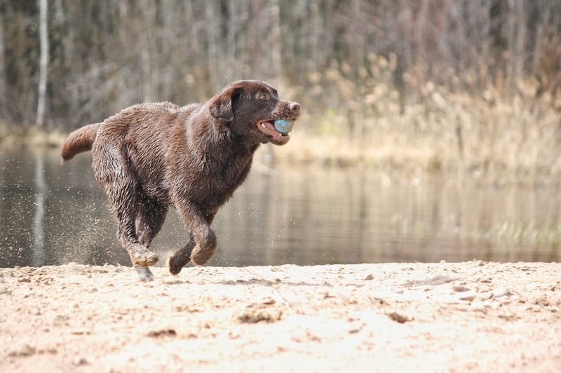 Swimming is exciting. Baths are another story for these 12 dog breeds 6 Chesapeake Bay Retriever
