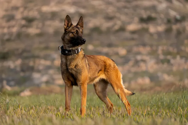 Which of these 20 Dog Breeds Are the Smartest? Here’s What Experts Say 12 Belgian Malinois