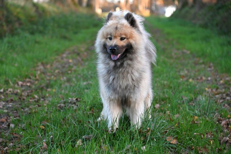 17 dog breeds that stay calm for years and then surprise everyone with their instincts 18 Eurasier