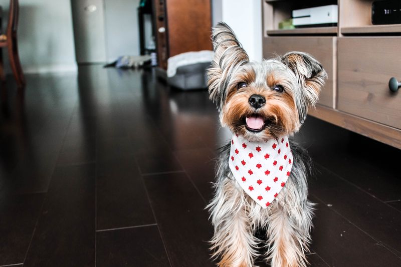 11 dog breeds that can react when the familiar house suddenly looks unfamiliar - plus 3 that treat it like a new adventure 10 Yorkshire Terrier - hallway captain