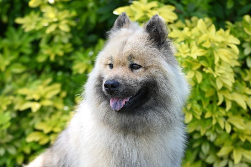 Keeshond