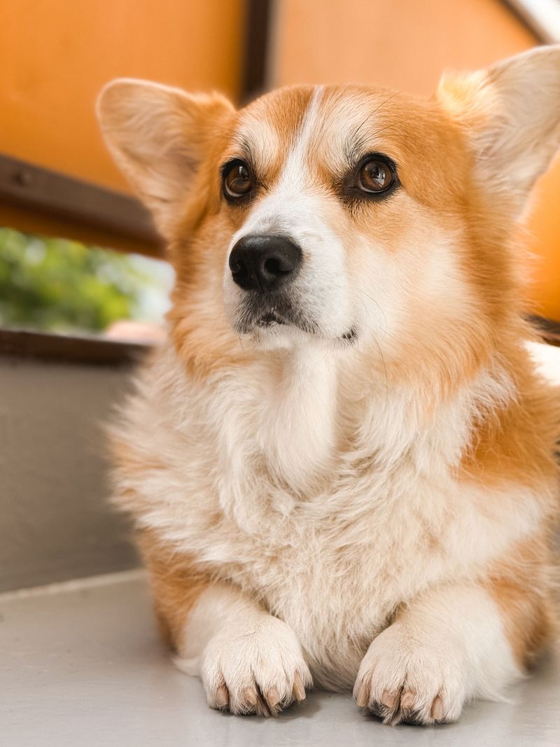 Looking for a confident companion that doesn't need endless space? These breeds deliver 10 Pembroke Welsh Corgi