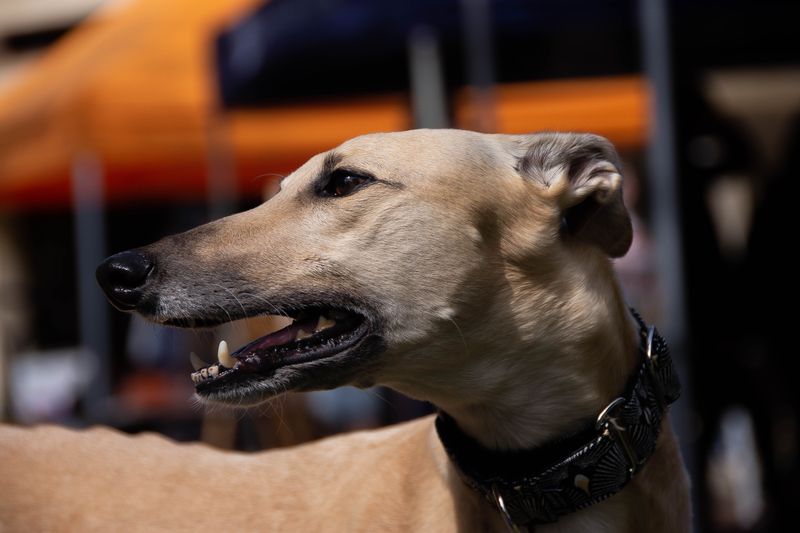 12 dog breeds that can fool you into thinking they're lazy - until the front door opens 2 Greyhound