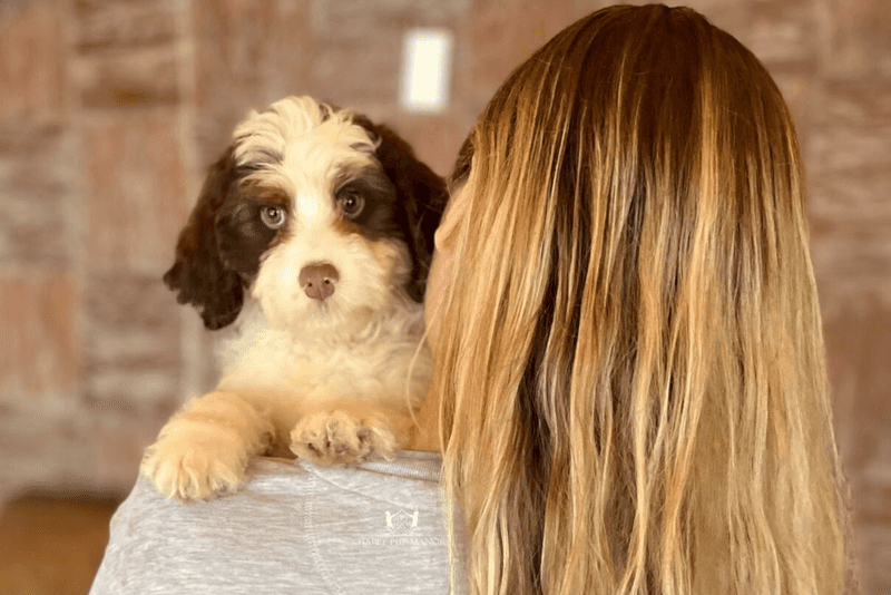 Brings you toys or treasures