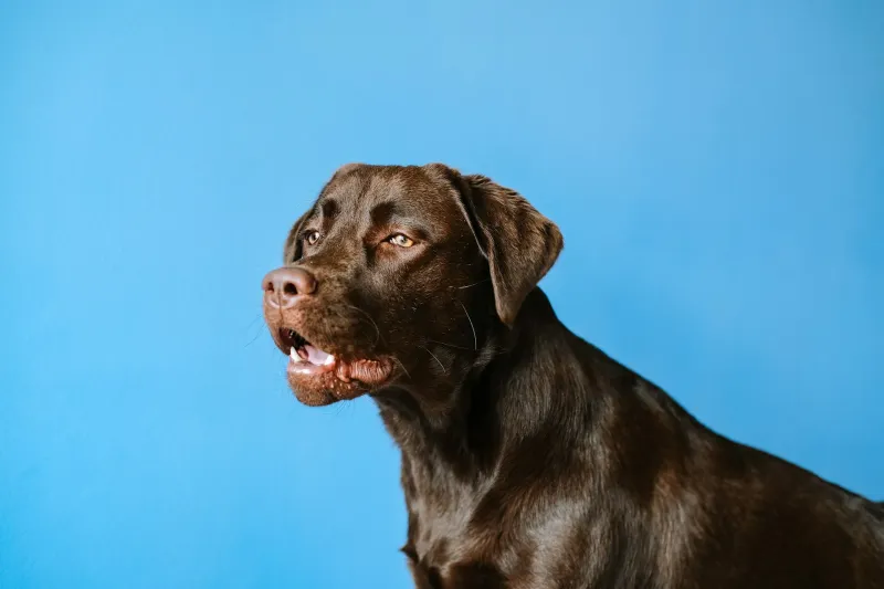 Your dog could be hiding pain - 13 signs you should never ignore 5 Whining or unusual vocalization