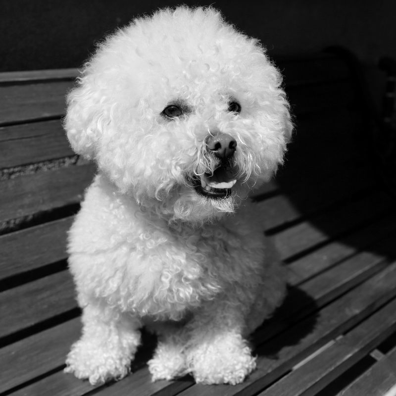 Some dogs impress you with intelligence or athleticism - These breeds tend to win people over by being genuinely pleasant company 6 Bichon Frise