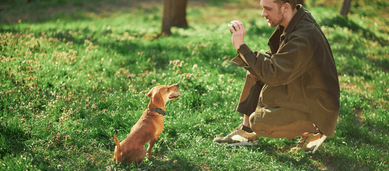 9 small things dogs truly love that many owners overlook 10 Being included in daily activities