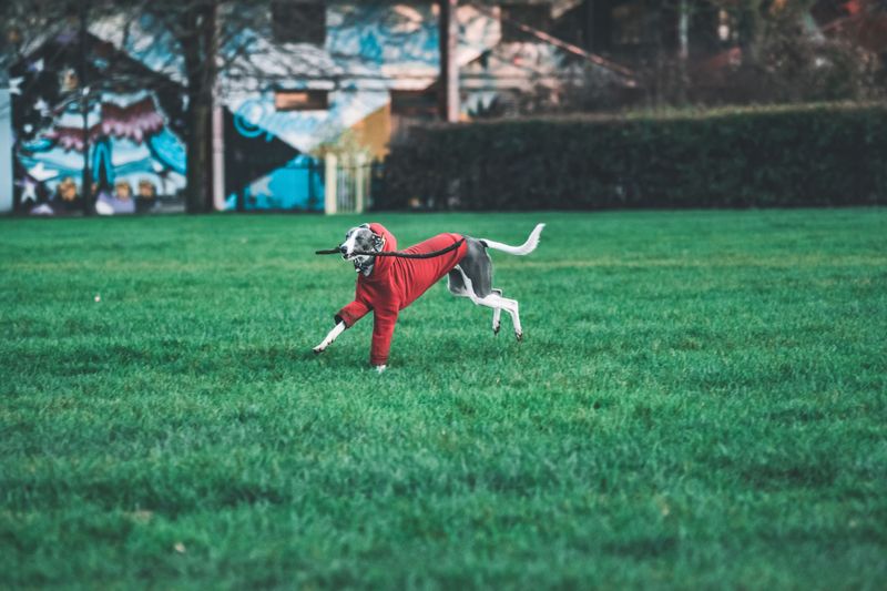 Calm beside your leg, different once released – these 11 dog breeds can surprise owners 7 Whippet - couch statue, field sprinter