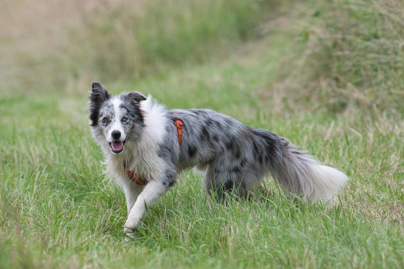 Border Collie