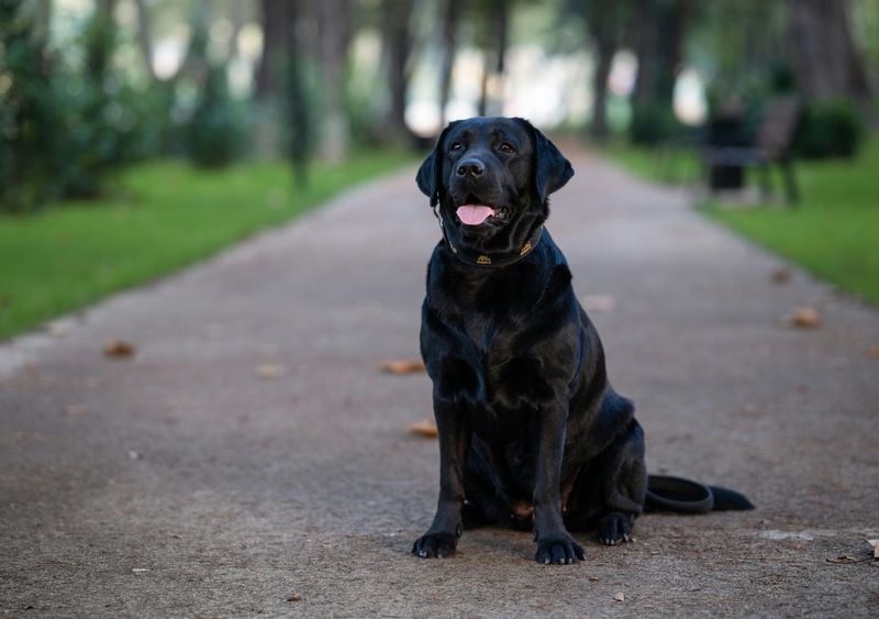 Labrador Retriever