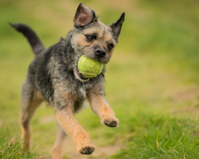 Not ready to spend retirement on the sofa? These dogs may happily keep moving with you 10 Border Terrier
