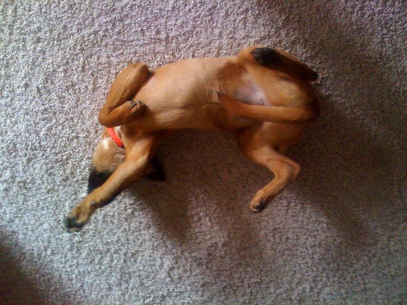 14 Easy Dog Tricks That Are Fun for Both of You 9 Play Dead