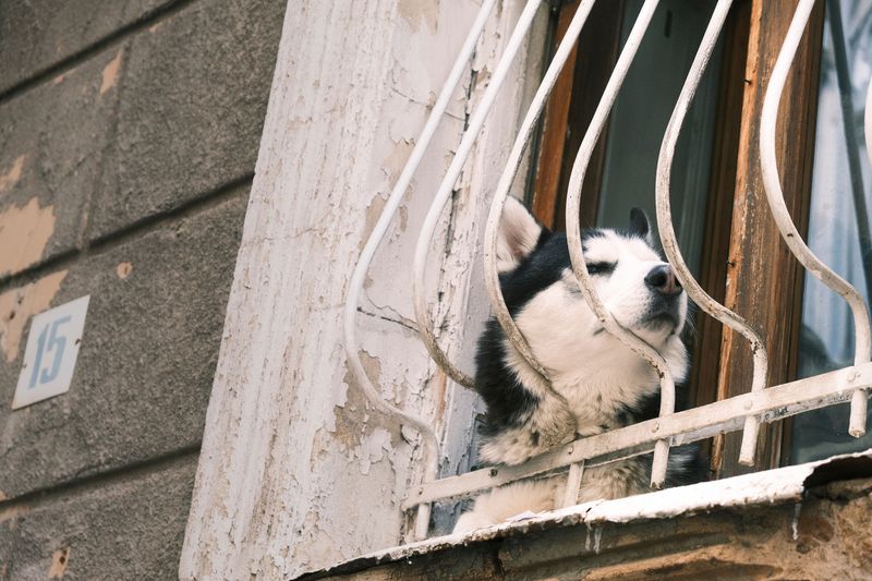Let these 11 dog breeds break one rule as puppies - and the habit may follow them into adulthood 7 Siberian Husky - master of the escape plan