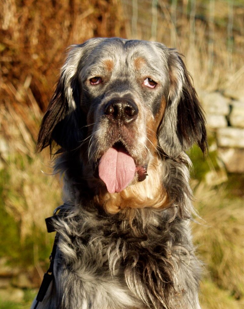 English Setter