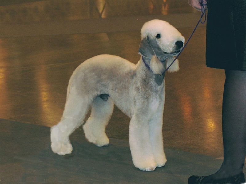 Bedlington Terrier
