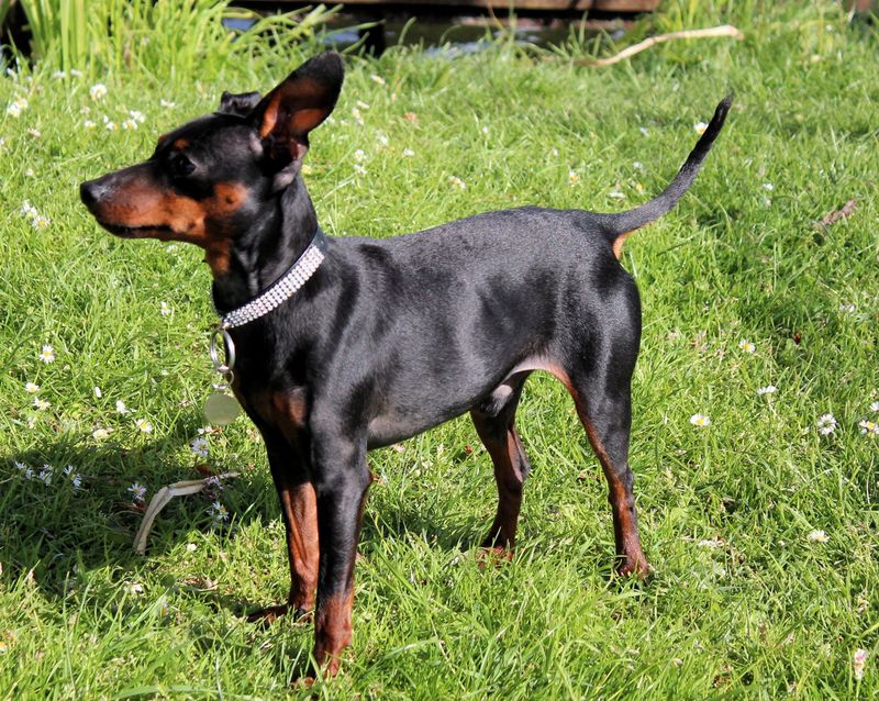 Toy Manchester Terrier