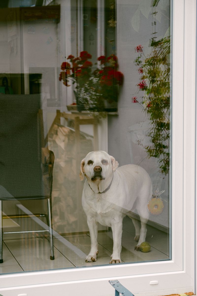 The loyalty everyone wants can have another side - These dog breeds may find separation particularly challenging 2 Labrador Retriever