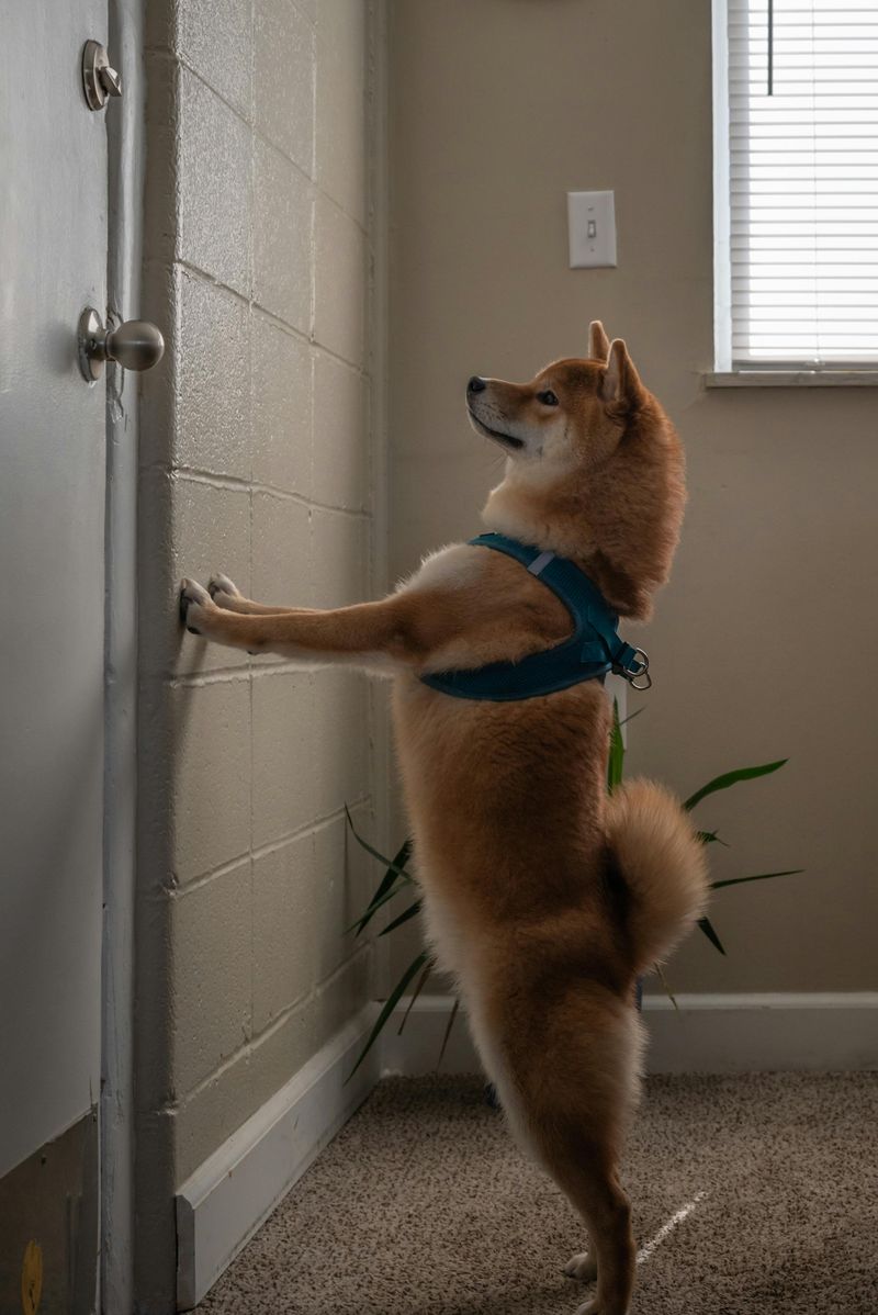 11 dog behaviors that show just how emotionally aware they really are 10 Waiting near the door for you