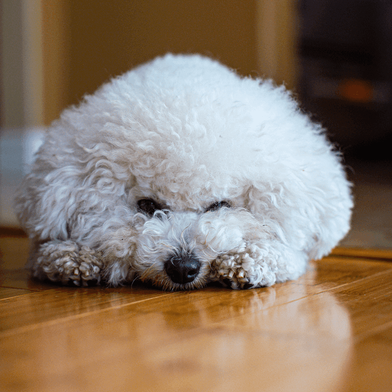 Looking for a companion for your slower years? These breeds offer different levels of activity 3 Bichon Frise